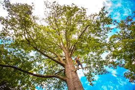 Best Tree Health Inspection  in Tularosa, NM