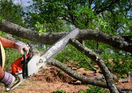 Best Leaf Removal  in Tularosa, NM