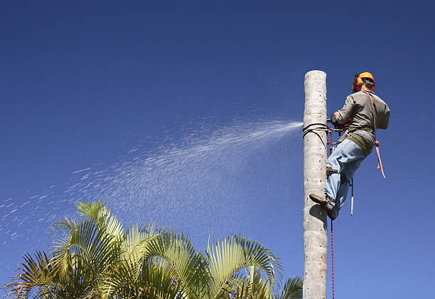 Best Tree Removal  in Tularosa, NM