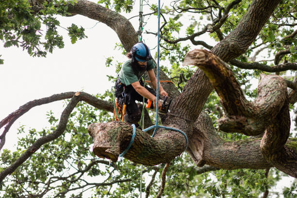 Best Tree and Shrub Care  in Tularosa, NM