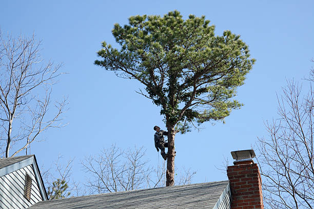 Best Root Management and Removal  in Tularosa, NM