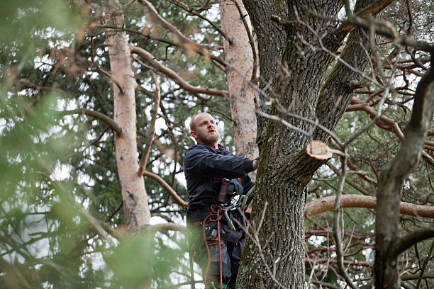 How Our Tree Care Process Works  in  Tularosa, NM